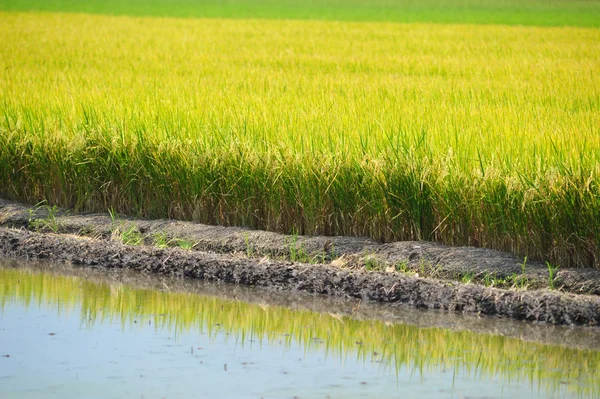 Campos de arroz — Fotografia de Stock