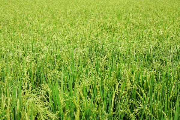 Rice field — Stock Photo, Image