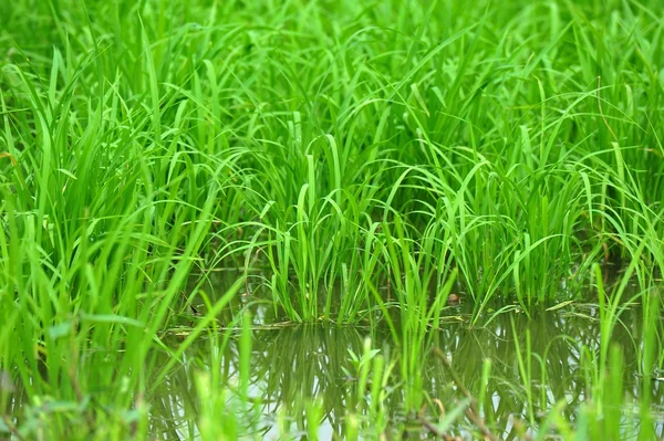 Mudas de arroz — Fotografia de Stock