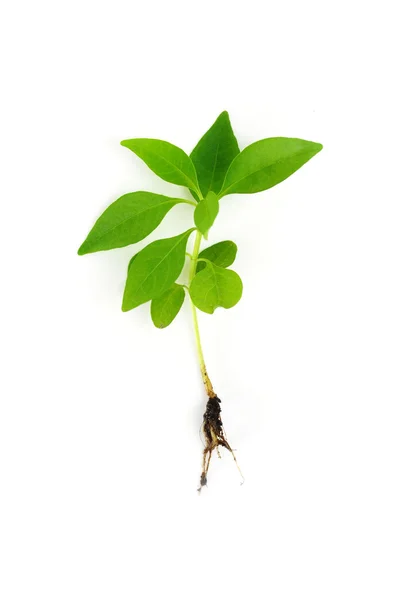 Seedling — Stock Photo, Image