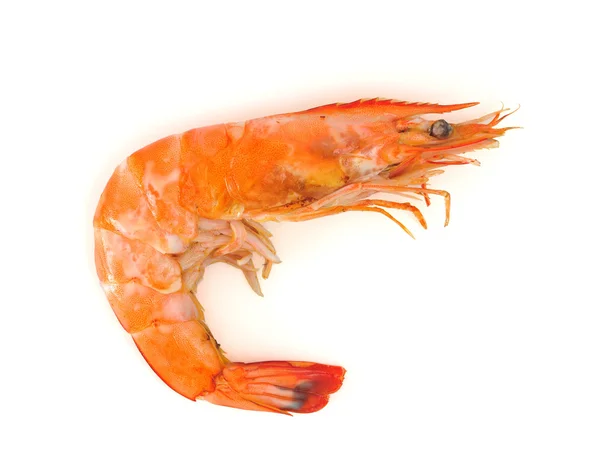 Shrimp — Stock Photo, Image