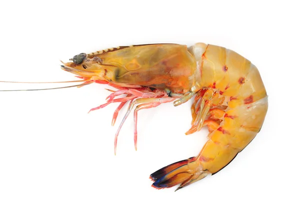 Shrimp — Stock Photo, Image