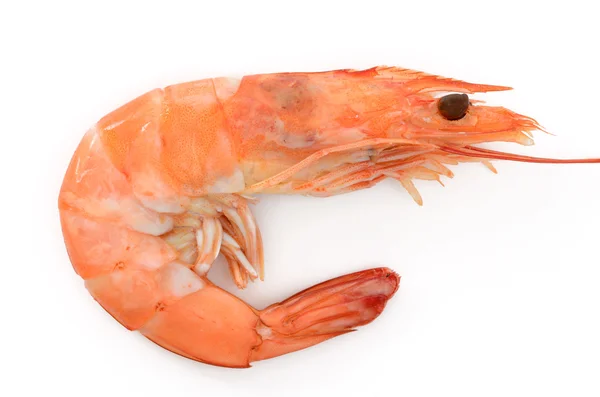 Shrimp — Stock Photo, Image