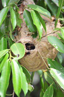 eşekarısı yuvası