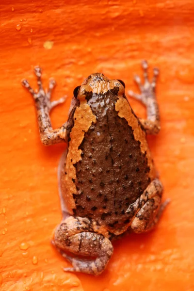 Bruin toad — Stockfoto
