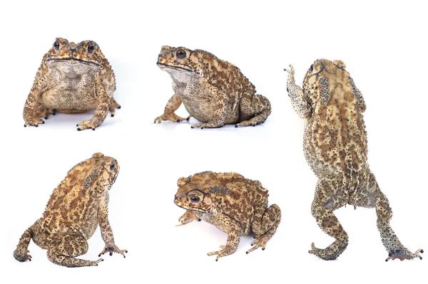 Toad — Stockfoto