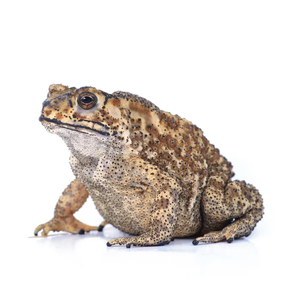 Bruin toad — Stockfoto