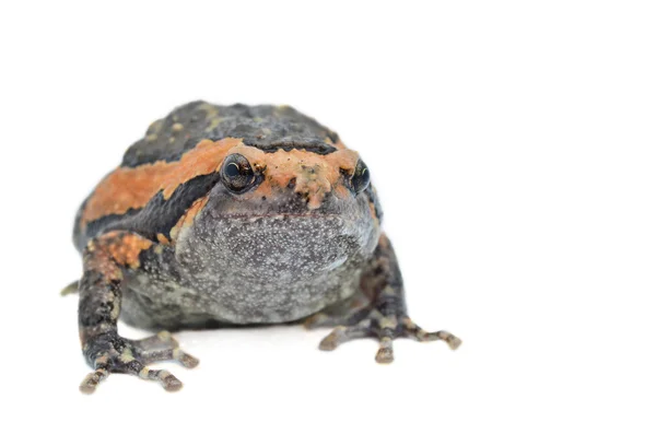 Toad — Stockfoto