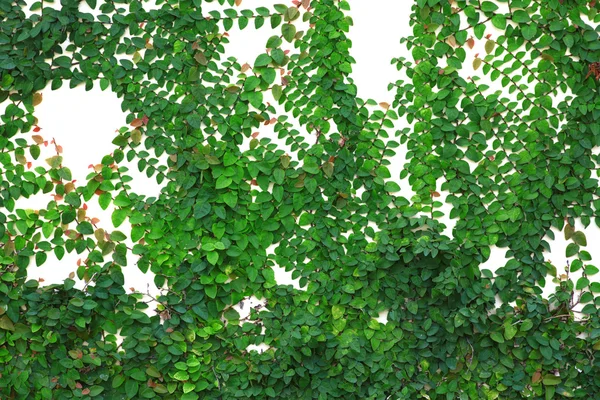 Wall of Ivy — Stock Photo, Image