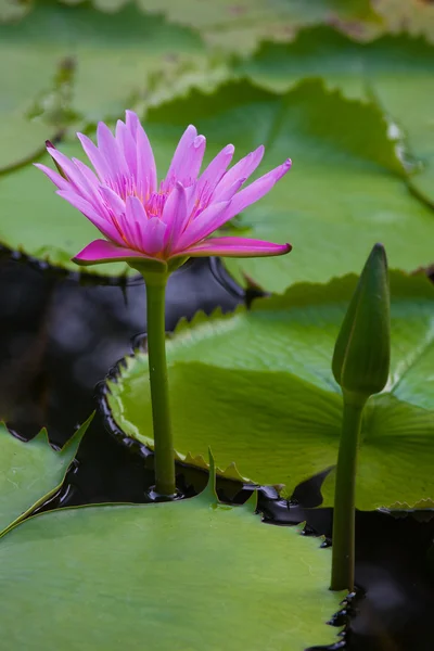 Water lilly — Stock Photo, Image