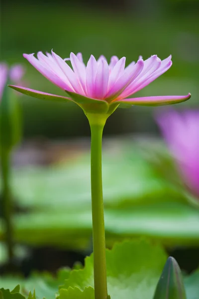 Water lilly — Stockfoto