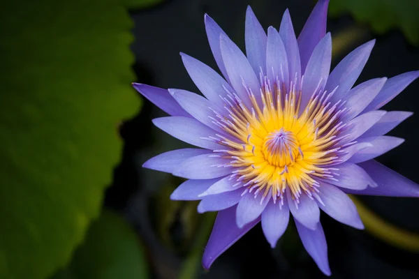 Water lilly — Stockfoto