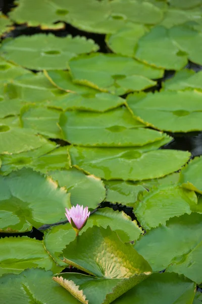 Water lilly — Stockfoto