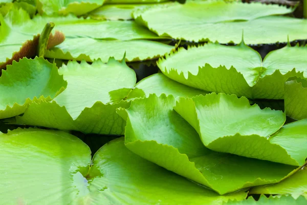 Folhas de lírio de água — Fotografia de Stock