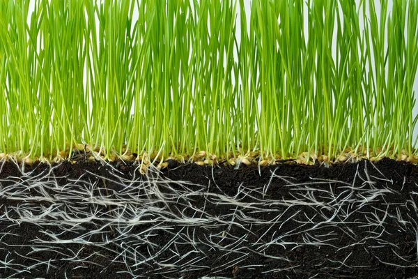 Piantine di frumento — Foto Stock