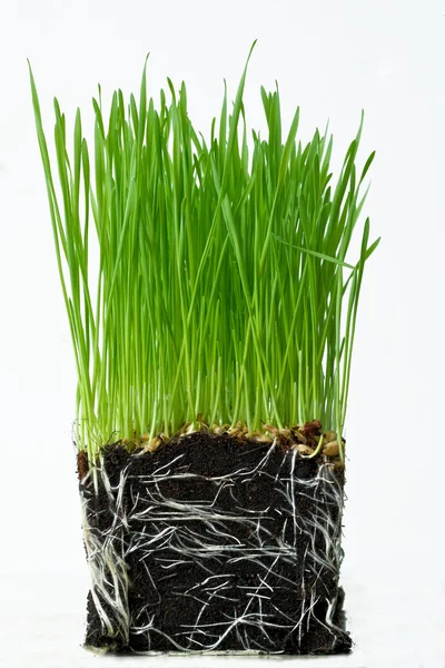 Wheat seedlings — Stock Photo, Image