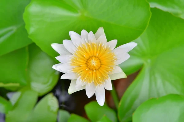 Witte lotus — Stockfoto