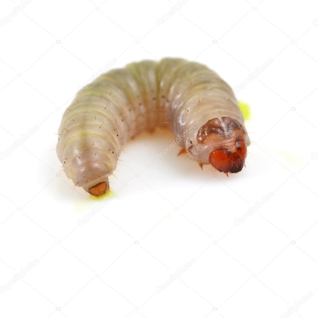 Baby Worm Stock Photo by ©antpkr 41094393