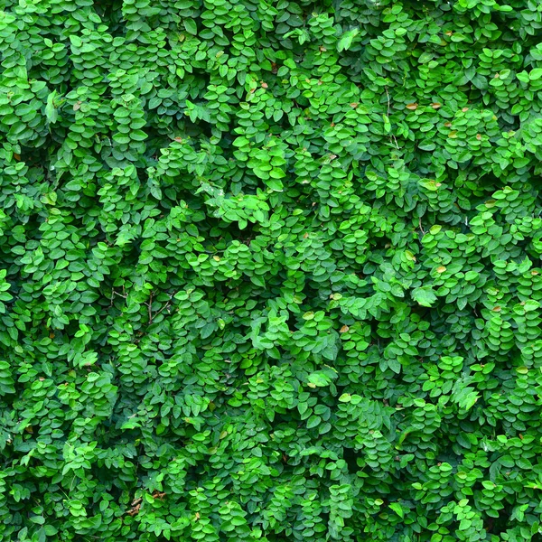 Ivy Background — Stock Photo, Image