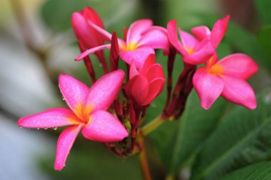 pembe frangipani