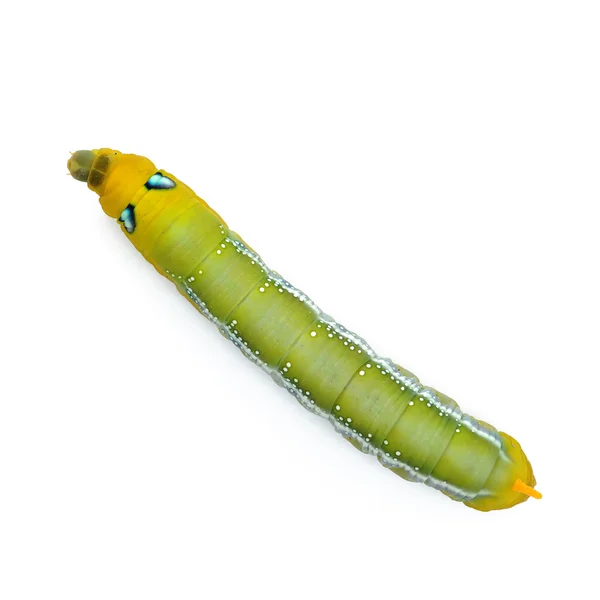 Caterpillar — Stock Photo, Image