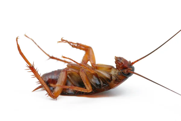 Cockroaches Dead — Stock Photo, Image