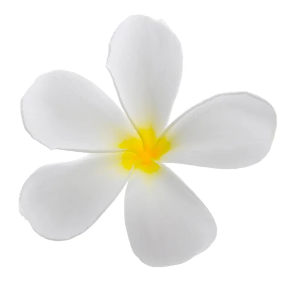 Frangipani — Stock Photo, Image