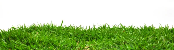 Grass on white background — Stock Photo, Image