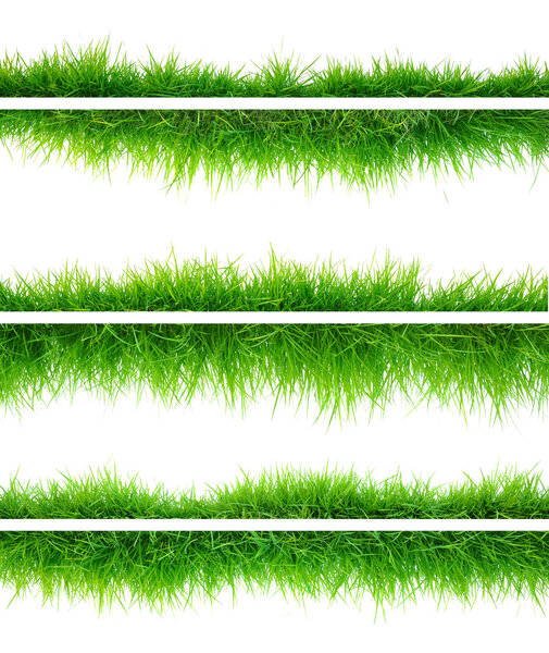 Grass on white background