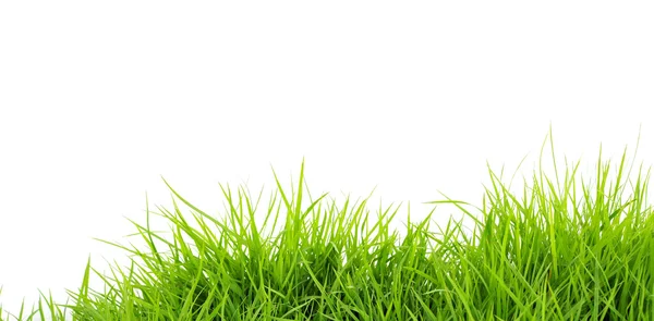 Groen gras — Stockfoto