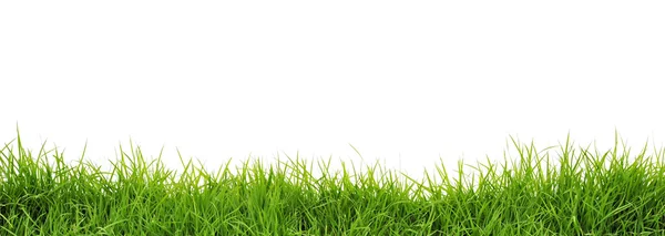 Groen gras — Stockfoto