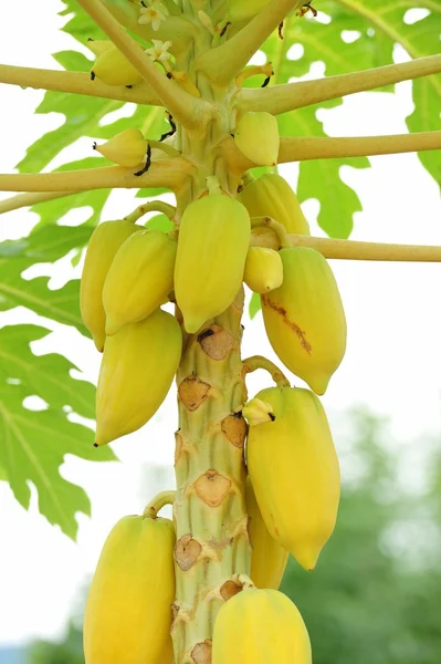 Papaya tree — Stock Photo, Image