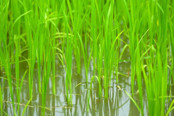 Mudas de arroz — Fotografia de Stock