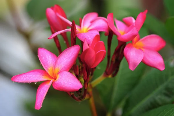 Frangipani rosa — Foto de Stock
