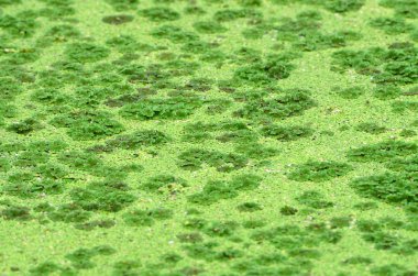 Duckweed
