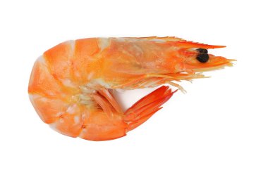 karides, karides