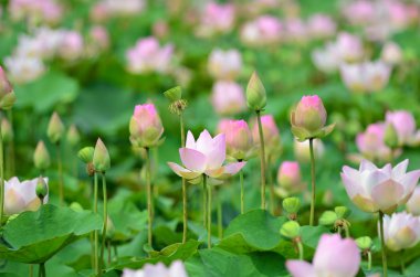 pembe lotus
