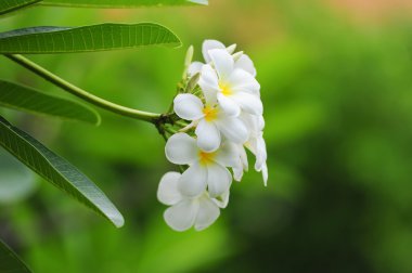 Frangipani çiçekler