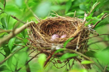 Bird Nest clipart