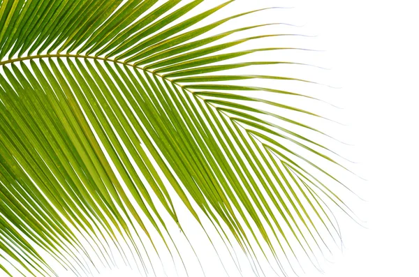 Palm leaf — Stock Photo, Image