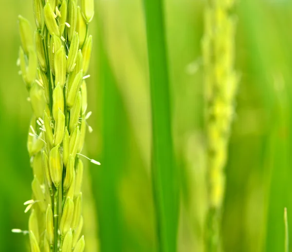 水稻农场 — 图库照片