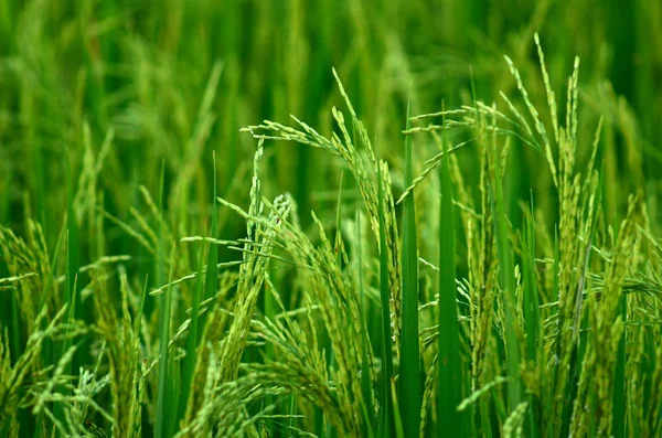 Granja de arroz —  Fotos de Stock