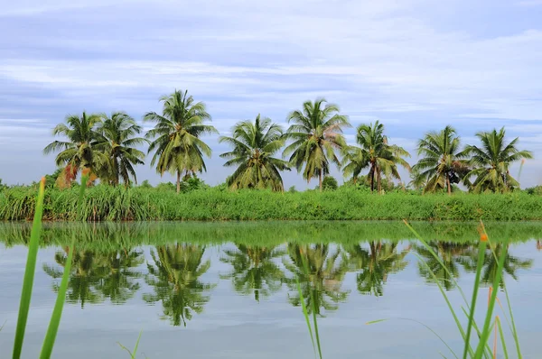 Coconut trees in the lake — Stock Photo, Image