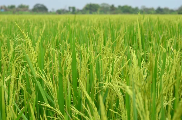 Ρύζι αγρόκτημα — Φωτογραφία Αρχείου