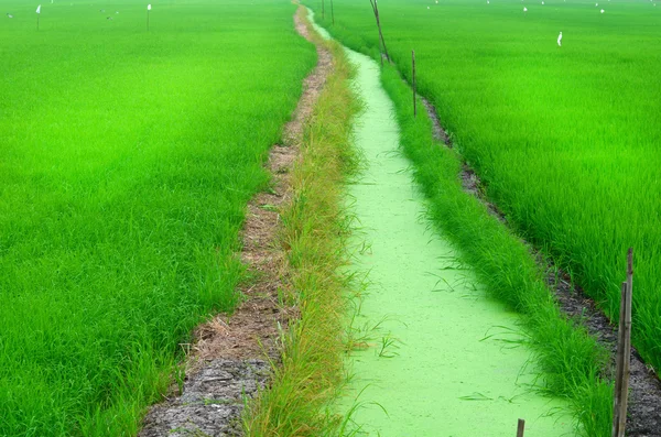 Rice Paddy — Stock Photo, Image