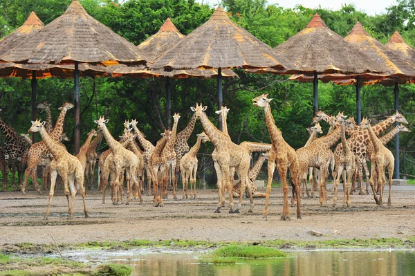 Giraffes — Stock Photo, Image