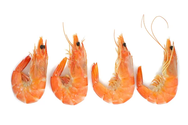 Shrimp, Prawn — Stock Photo, Image