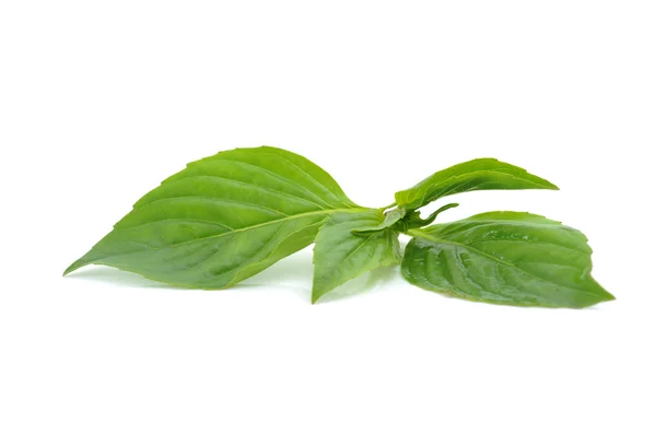 Basil sprig — Stock Photo, Image