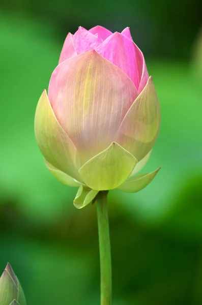 Pink lotus — Stock Photo, Image