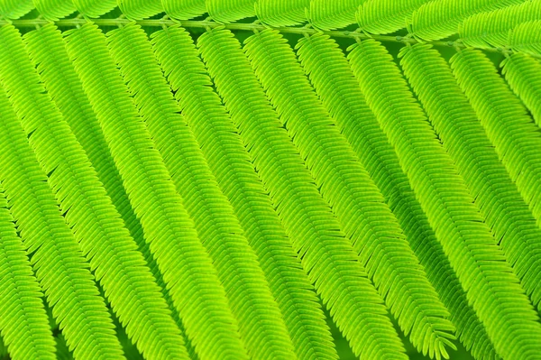 Foglie di acacia — Foto Stock